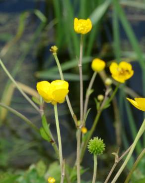 Fotografia 1 da espécie Ranunculus repens no Jardim Botânico UTAD