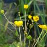 Fotografia 1 da espécie Ranunculus repens do Jardim Botânico UTAD