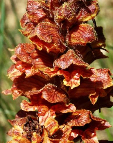 Fotografia de capa Orobanche rapum-genistae - do Jardim Botânico