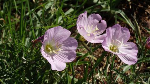 Fotografia da espécie Oenothera rosea