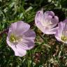 Fotografia 15 da espécie Oenothera rosea do Jardim Botânico UTAD