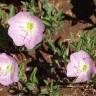 Fotografia 16 da espécie Oenothera rosea do Jardim Botânico UTAD