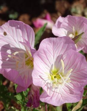 Fotografia 18 da espécie Oenothera rosea no Jardim Botânico UTAD