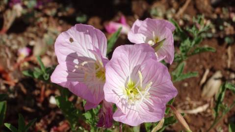 Fotografia da espécie Oenothera rosea