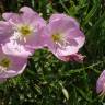 Fotografia 19 da espécie Oenothera rosea do Jardim Botânico UTAD