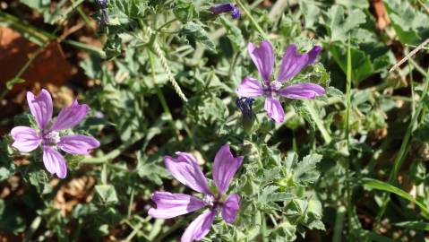 Fotografia da espécie Malva sylvestris