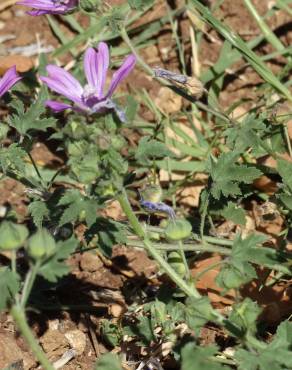 Fotografia 30 da espécie Malva sylvestris no Jardim Botânico UTAD