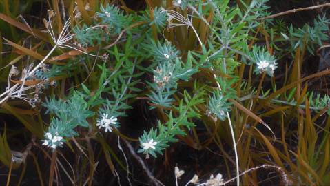 Fotografia da espécie Westringia fruticosa