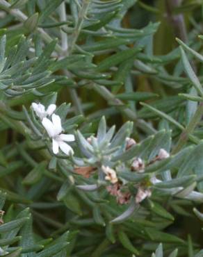 Fotografia 12 da espécie Westringia fruticosa no Jardim Botânico UTAD