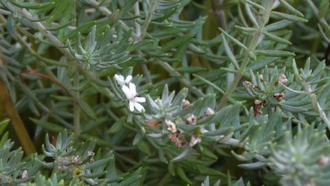 Fotografia da espécie Westringia fruticosa