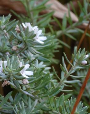 Fotografia 13 da espécie Westringia fruticosa no Jardim Botânico UTAD