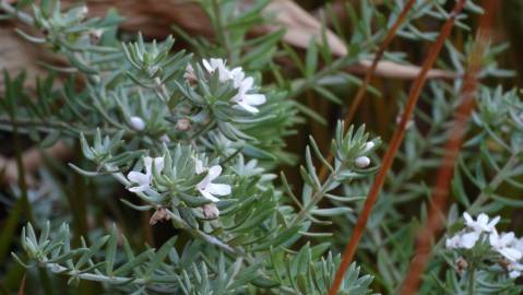 Fotografia da espécie Westringia fruticosa