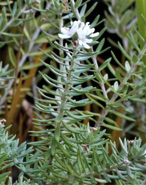 Fotografia 14 da espécie Westringia fruticosa no Jardim Botânico UTAD