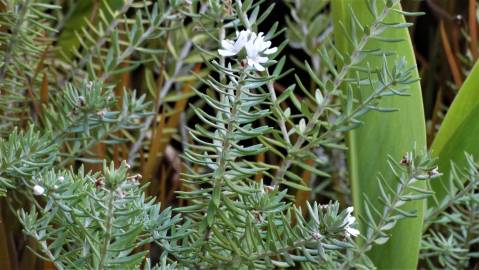 Fotografia da espécie Westringia fruticosa