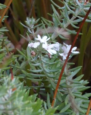 Fotografia 15 da espécie Westringia fruticosa no Jardim Botânico UTAD