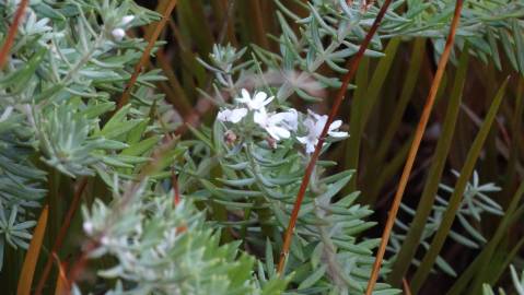 Fotografia da espécie Westringia fruticosa