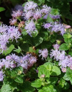 Fotografia 1 da espécie Ageratum houstonianum no Jardim Botânico UTAD