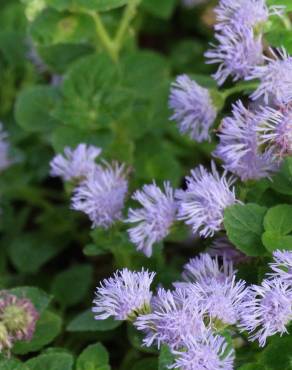 Fotografia 3 da espécie Ageratum houstonianum no Jardim Botânico UTAD