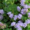 Fotografia 3 da espécie Ageratum houstonianum do Jardim Botânico UTAD