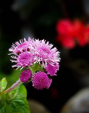 Fotografia 5 da espécie Ageratum houstonianum no Jardim Botânico UTAD