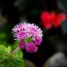 Fotografia 5 da espécie Ageratum houstonianum do Jardim Botânico UTAD