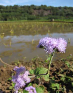 Fotografia 6 da espécie Ageratum houstonianum no Jardim Botânico UTAD