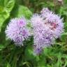 Fotografia 7 da espécie Ageratum houstonianum do Jardim Botânico UTAD