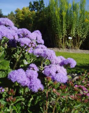 Fotografia 8 da espécie Ageratum houstonianum no Jardim Botânico UTAD