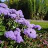 Fotografia 8 da espécie Ageratum houstonianum do Jardim Botânico UTAD