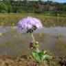 Fotografia 9 da espécie Ageratum houstonianum do Jardim Botânico UTAD