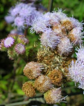 Fotografia 10 da espécie Ageratum houstonianum no Jardim Botânico UTAD