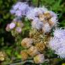 Fotografia 10 da espécie Ageratum houstonianum do Jardim Botânico UTAD