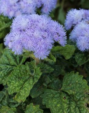 Fotografia 11 da espécie Ageratum houstonianum no Jardim Botânico UTAD