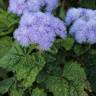 Fotografia 11 da espécie Ageratum houstonianum do Jardim Botânico UTAD