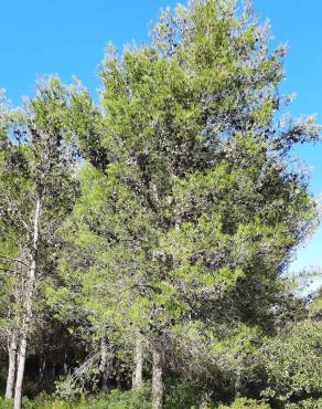 Fotografia 7 da espécie Pinus halepensis no Jardim Botânico UTAD