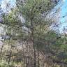 Fotografia 8 da espécie Pinus halepensis do Jardim Botânico UTAD