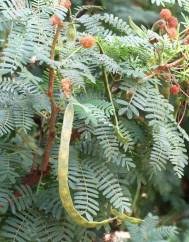 Vachellia torrei