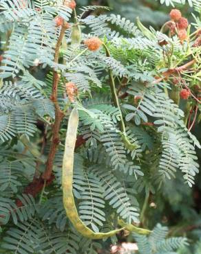 Fotografia 1 da espécie Vachellia torrei no Jardim Botânico UTAD