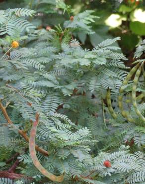 Fotografia 3 da espécie Vachellia torrei no Jardim Botânico UTAD