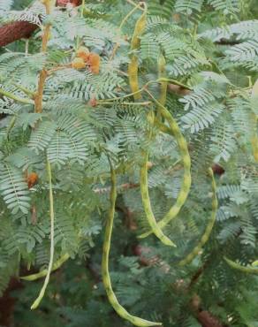 Fotografia 4 da espécie Vachellia torrei no Jardim Botânico UTAD