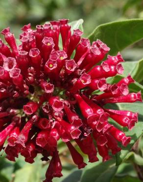 Fotografia 7 da espécie Cestrum fasciculatum no Jardim Botânico UTAD