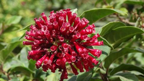 Fotografia da espécie Cestrum fasciculatum