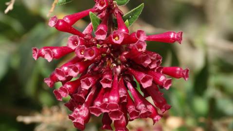 Fotografia da espécie Cestrum fasciculatum