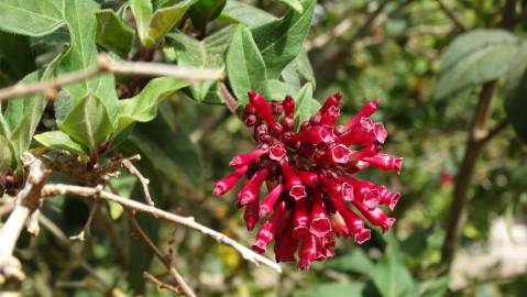 Fotografia da espécie Cestrum fasciculatum