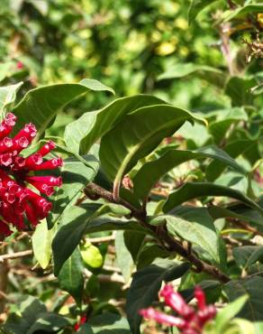 Fotografia 9 da espécie Cestrum fasciculatum no Jardim Botânico UTAD