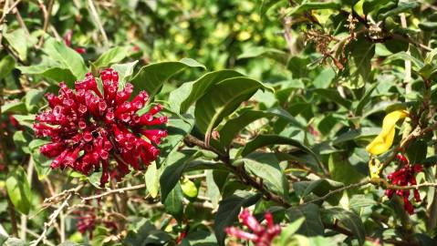 Fotografia da espécie Cestrum fasciculatum