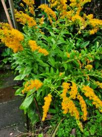 Fotografia da espécie Solidago canadensis var. canadensis