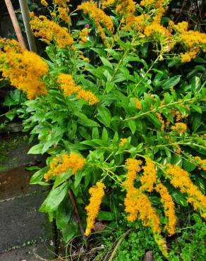 Fotografia 9 da espécie Solidago canadensis var. canadensis no Jardim Botânico UTAD