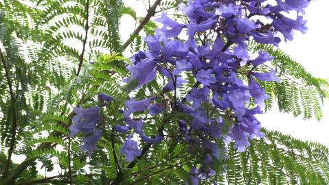 Fotografia da espécie Jacaranda mimosifolia