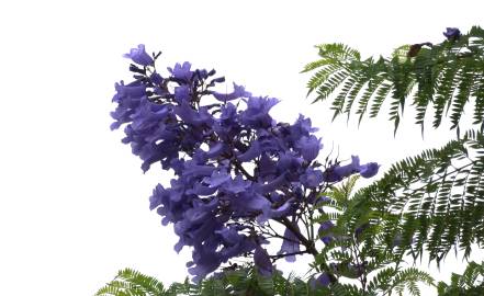 Fotografia da espécie Jacaranda mimosifolia